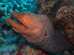 Unterwasserfotos Tauchbilder  Sinai Divers