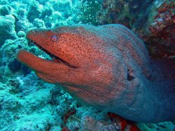 Unterwasserfotos Tauchbilder  Sinai Divers