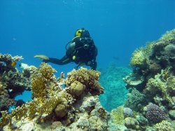 Unterwasserfotos Tauchbilder  Sinai Divers