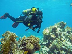 Unterwasserfotos Tauchbilder  Sinai Divers