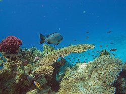 Unterwasserfotos Tauchbilder  Sinai Divers