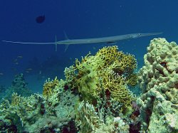 Unterwasserfotos Tauchbilder  Sinai Divers