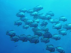 Unterwasserfotos Tauchbilder  Sinai Divers