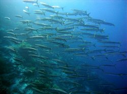 Unterwasserfotos Tauchbilder  Sinai Divers