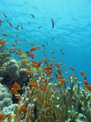 Unterwasserfotos Tauchbilder  Sinai Divers