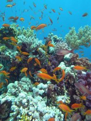 Unterwasserfotos Tauchbilder  Sinai Divers