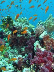 Unterwasserfotos Tauchbilder  Sinai Divers