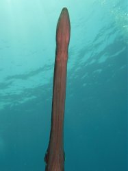 Unterwasserfotos Tauchbilder  Sinai Divers