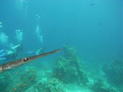 Unterwasserfotos Tauchbilder  Sinai Divers