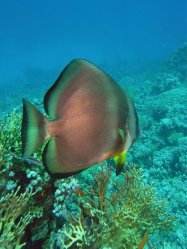 Unterwasserfotos Tauchbilder  Sinai Divers