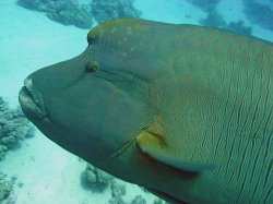 Unterwasserfotos Tauchbilder  Sinai Divers