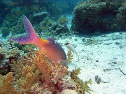 Unterwasserfotos Tauchbilder  Sinai Divers