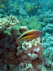 Unterwasserfotos Tauchbilder  Sinai Divers