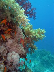 Unterwasserfotos Tauchbilder  Sinai Divers
