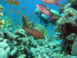 Unterwasserfotos Tauchbilder  Sinai Divers