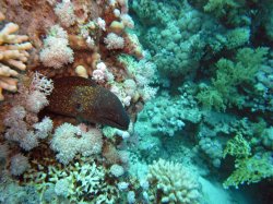 Unterwasserfotos Tauchbilder  Sinai Divers