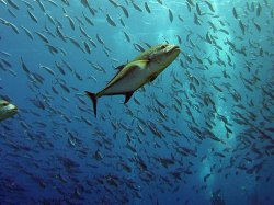 Unterwasserfotos Tauchbilder  Sinai Divers