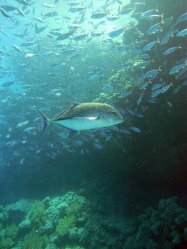 Unterwasserfotos Tauchbilder  Sinai Divers