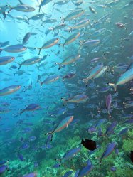 Unterwasserfotos Tauchbilder  Sinai Divers