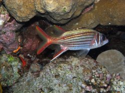 Unterwasserfotos Tauchbilder  Sinai Divers