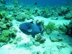 Unterwasserfotos Tauchbilder  Sinai Divers