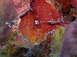 Unterwasserfotos Tauchbilder  Sinai Divers