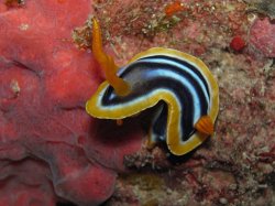 Unterwasserfotos Tauchbilder  Sinai Divers