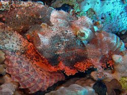 Unterwasserfotos Tauchbilder  Sinai Divers