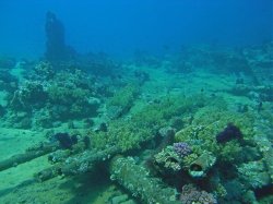 Unterwasserfotos Tauchbilder  Sinai Divers