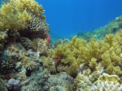 Unterwasserfotos Tauchbilder  Sinai Divers
