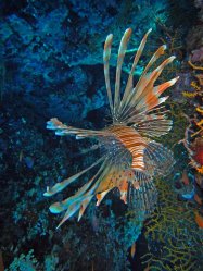 Unterwasserfotos Tauchbilder  Sinai Divers
