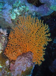 Unterwasserfotos Tauchbilder  Sinai Divers