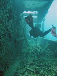 Unterwasserfotos Tauchbilder  Sinai Divers