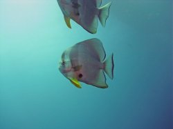 Unterwasserfotos Tauchbilder  Sinai Divers