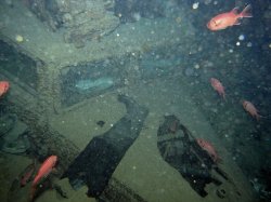 Unterwasserfotos Tauchbilder  Sinai Divers