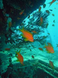 Unterwasserfotos Tauchbilder  Sinai Divers