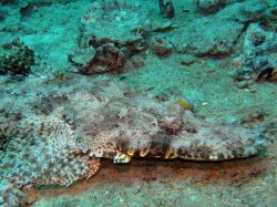 Unterwasserfotos Tauchbilder  Sinai Divers