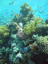 Unterwasserfotos Tauchbilder Stra�e von Tiran Sinai Divers