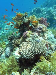 Unterwasserfotos Tauchbilder Stra�e von Tiran Sinai Divers