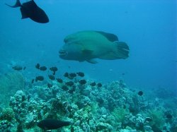 Unterwasserfotos Tauchbilder Stra�e von Tiran Sinai Divers