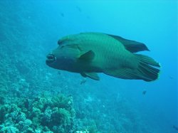Unterwasserfotos Tauchbilder Stra�e von Tiran Sinai Divers