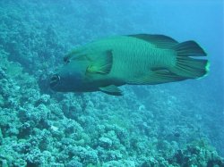 Unterwasserfotos Tauchbilder Stra�e von Tiran Sinai Divers