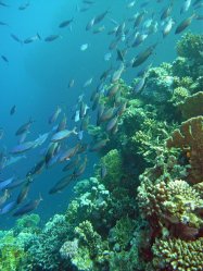 Unterwasserfotos Tauchbilder Stra�e von Tiran Sinai Divers