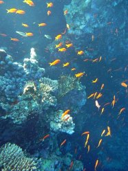 Unterwasserfotos Tauchbilder Stra�e von Tiran Sinai Divers