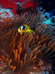 Unterwasserfotos Tauchbilder Stra�e von Tiran Sinai Divers