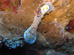 Unterwasserfotos Tauchbilder Stra�e von Tiran Sinai Divers
