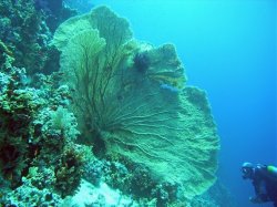 Unterwasserfotos Tauchbilder Stra�e von Tiran Sinai Divers