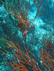 Unterwasserfotos Tauchbilder Stra�e von Tiran Sinai Divers