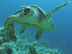 Unterwasserfotos Tauchbilder Stra�e von Tiran Sinai Divers