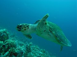 Unterwasserfotos Tauchbilder Stra�e von Tiran Sinai Divers